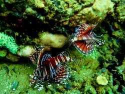 Batu Badiri, Jetty dan Middle Point Lokasi Penyelaman yang Luar Biasa