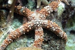 Mahadaya Maratua: Pertunjukan Bawah Air Terbaik Dunia!