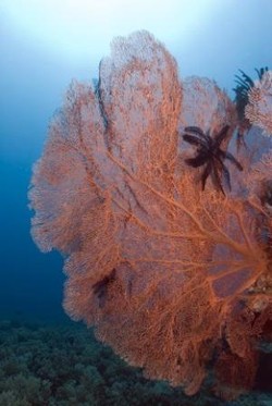 Selusur Sayap Manta Sangalaki