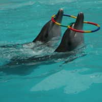 Wah, Ada Atraksi Lumba-lumba di Cimahi!