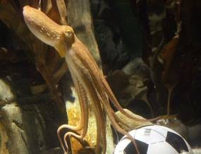 Ada Paul Baru di Oberhausen