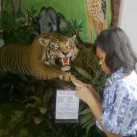 Harimau Sumatera Mejeng di Gedung Sate