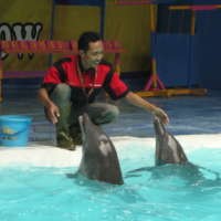 10 Tahun, Indro Setia Pada Lumba-lumba