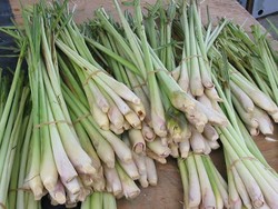 Serai Redam Sakit Kepala