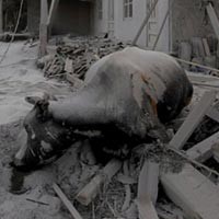 Pemerintah Siapkan Rp 100 M Untuk Beli Sapi Milik Korban Gunung Merapi