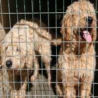 Al-Qaeda Pernah Gunakan Anjing Untuk Bawa Bom ke Pesawat Bertujuan AS