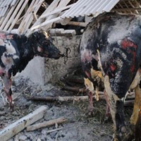 Pemerintah Hargai Anak Sapi Rp 5 Juta, Sapi Perah Rp 10 Juta