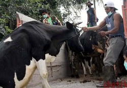 Belum Ada Pendataan, Pembelian Ternak oleh Pemerintah Dianggap Tak Serius