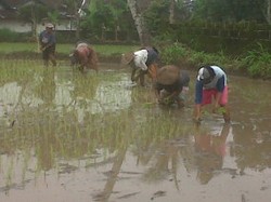 Jurus Tandur dari Lereng Merapi