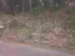 Ribuan Hektar Pohon Salak Pondoh Tumbang Terkena Abu Merapi 