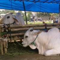 Periksa Kesehatan Hewan Kurban, PDHI Jakarta Turunkan 25 Dokter Hewan