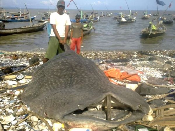 Hiu Tutul Anakan Tersangkut Jaring Nelayan