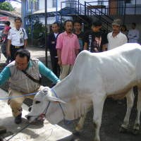 Tempuh Perjalanan Jauh, Puluhan Hewan Kurban di Bandung Stres