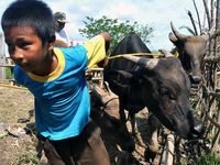 Pasar Ternak Dadakan Jelang Idul Adha