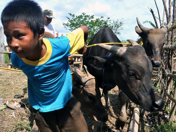 Pasar Ternak Dadakan Jelang Idul Adha