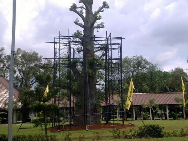 Pohon Raksasa Hiasi UI