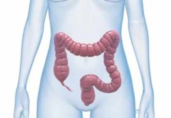 Misteri si Organ Sisa Usus Buntu