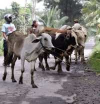 DPRD Sleman Minta Pemerintah Pusat Serius Ganti Ternak Korban Merapi
