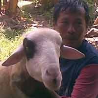 Menengok Kambing Berperilaku Aneh