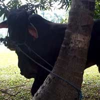 Tips Memotong Hewan Kurban yang Bersih & Sehat