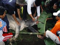 Kurban untuk Pengungsi Merapi