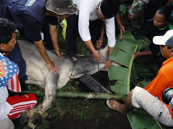 Kurban untuk Pengungsi Merapi