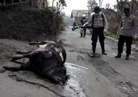 Bangkai Sapi Disemprot Disinfektan