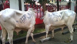 4.704 Sapi dan 1.812 Kambing Kurban Disembelih di Medan