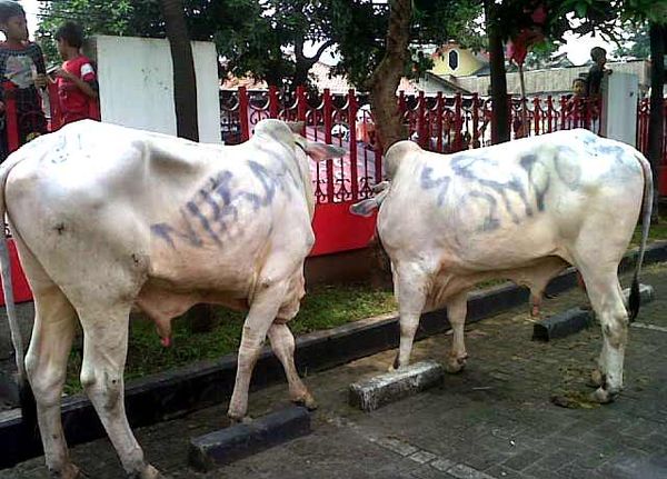 DPP PDIP Kurban 14 Ekor Sapi