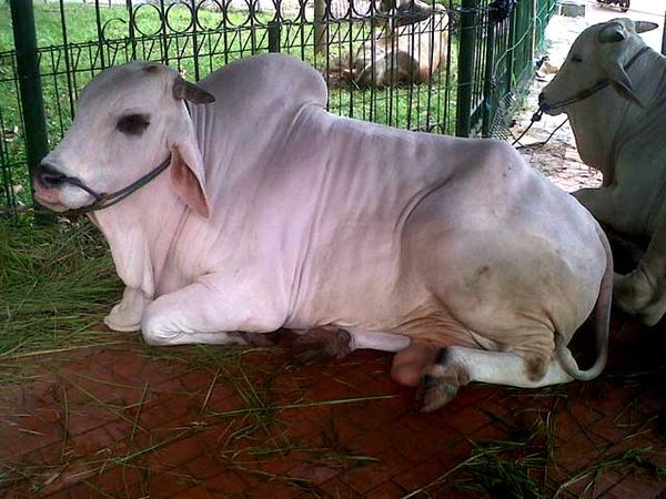 SBY Kurban Sapi Seberat 1,8 Ton 