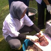 Seekor Hewan Kurban Gubernur Terserang Cacing Hati