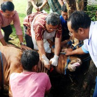 Gubernur Jabar Jadi Penjagal Sehari