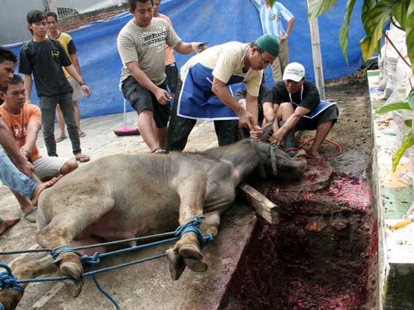 Pemotongan Hewan Kurban