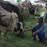 Pemerintah Mulai Beli Sapi Pengungsi Merapi Hari Ini