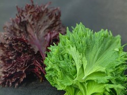 Shiso si Sexy yang Anti Anyir