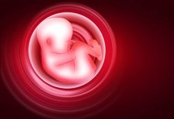 Bentuk Plasenta Menentukan Lamanya Kehamilan