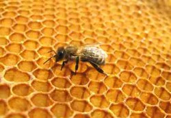 Lem Lebah Mengobati Sariawan Parah