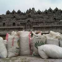 20 Ribu Meter Kubik Abu Vulkanik Dibersihkan dari Candi Borobudur