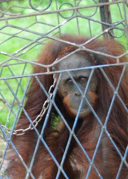 12 Tahun Dikurung & Dirantai, Monte Diselamatkan