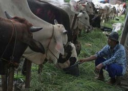 2.828 Ekor Sapi Mati Akibat Letusan Gunung Merapi 