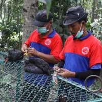 Petugas Pasang Jebakan Untuk Tangkap Macan Merapi di Cangkringan