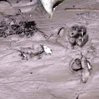 Jejak Macan Merapi Kembali Terlihat di Cangkringan Sleman