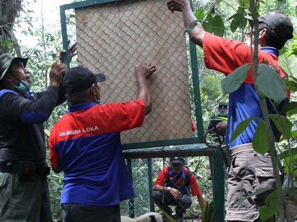 Jejak Macan Merapi Terlihat di Cangkringan