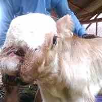 Anak Sapi Berhidung Dua dan Mata Tiga Lahir di Kediri 