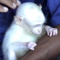 Dapat Wangsit, Matyaki Tak akan Jual Kera Putih Temuannya