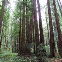 Wi-Fi Bisa Matikan Tanaman?     