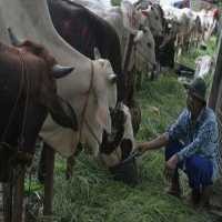 Ratusan Bangkai Ternak Korban Merapi Kembali Dimusnahkan