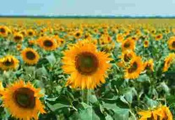 Bunga Matahari Bisa Menangkal Radiasi Nuklir