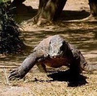 Busuk Karena Cuaca, 90 Telur Komodo Diselamatkan ke Inkubator Sederhana