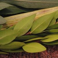 Mitos dan Sejarah Yahudi di Balik Virus Stuxnet 